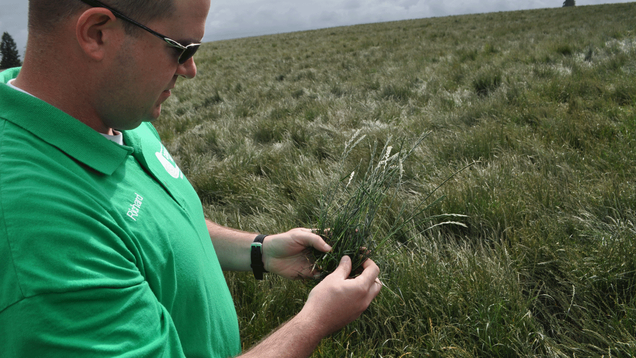 Perennial Rye Grass Field
