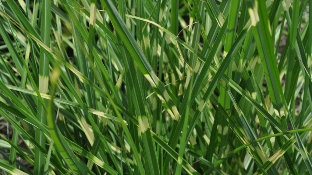 Types of Ornamental Grasses for Sale at the Grass Pad