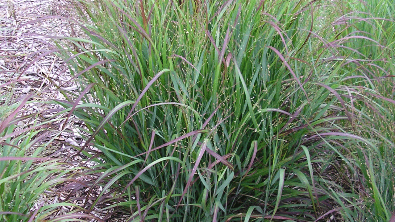 Types of Ornamental Grasses for Sale at the Grass Pad