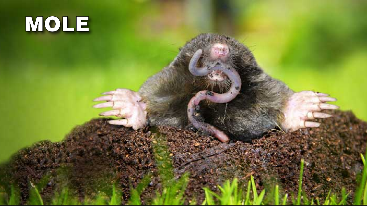 How to Get Rid of Moles - Grass Pad