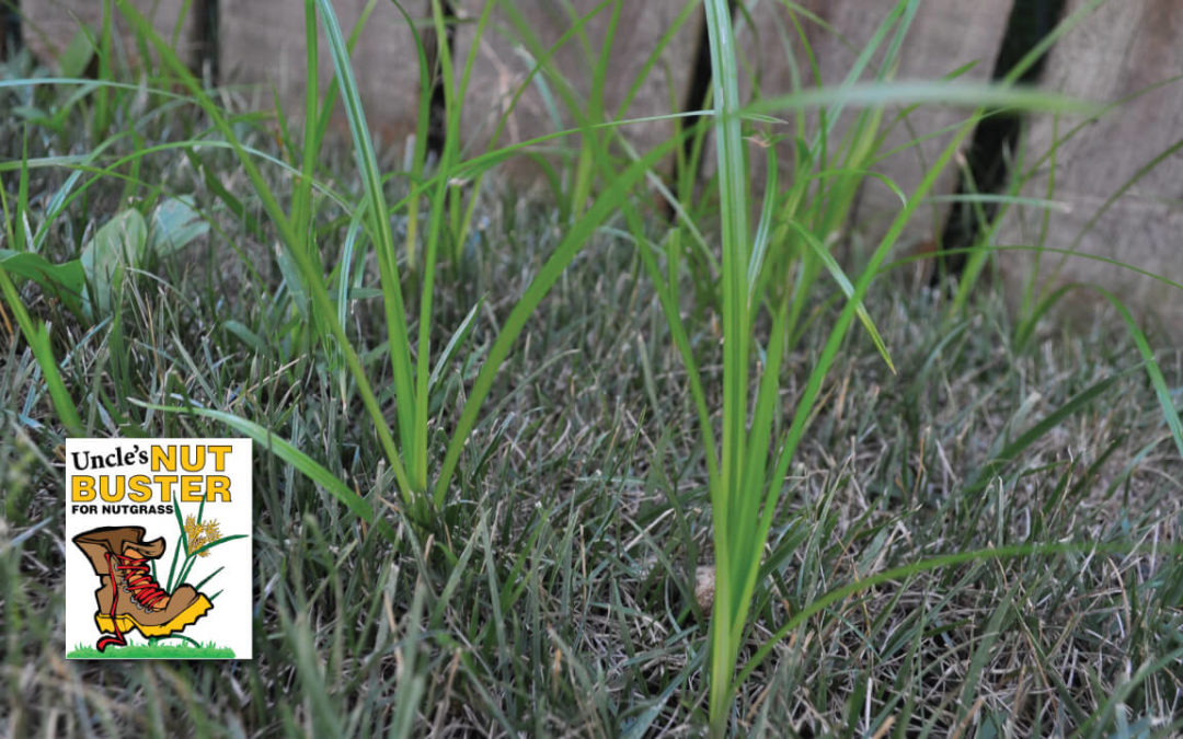 How to Contol Nutgrass in Your Lawn
