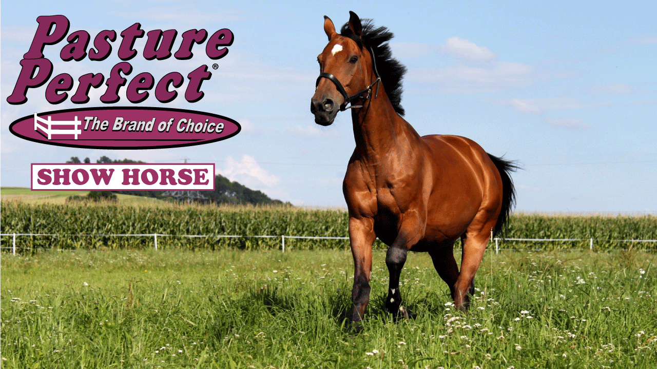 Show Horse Pasture Mix