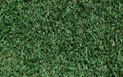 Zoysia Grass – The Good, The Bad, and the Ugly