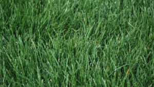 Best Grass Seed for Kansas City and Omaha - Grass Pad