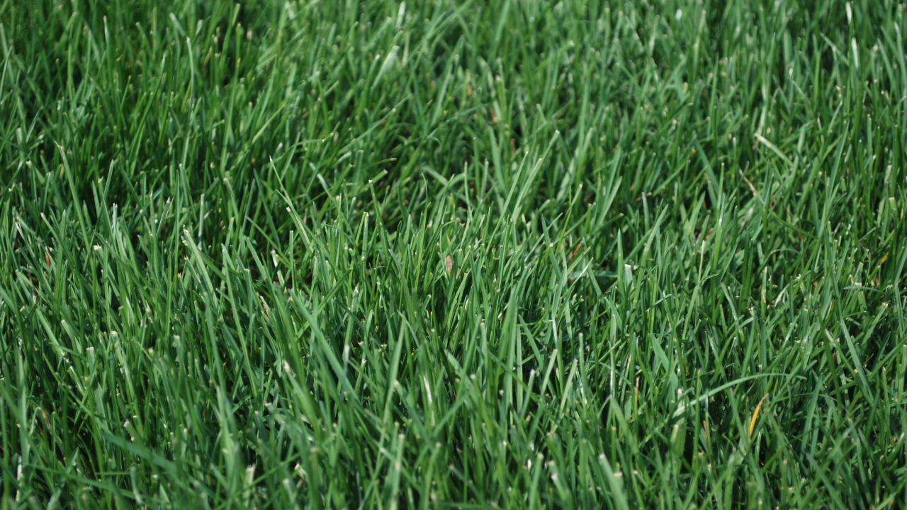 Blue grass seed in Kansas City