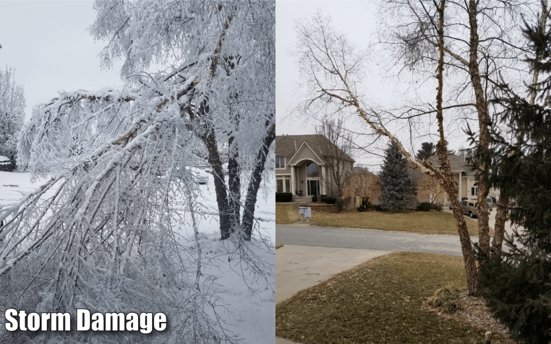 Winter Storm Damage Pruning
