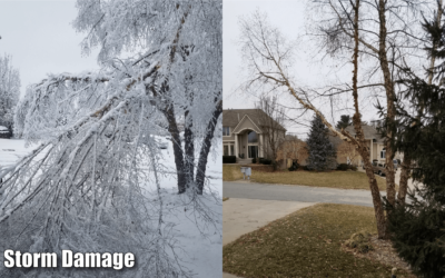 Winter Storm Damage