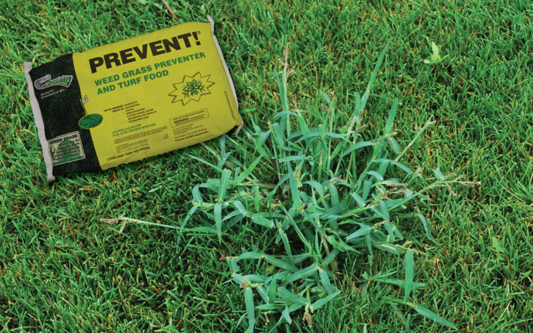 When to Apply Prevent for Crabgrass