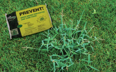 When to Apply Prevent for Crabgrass
