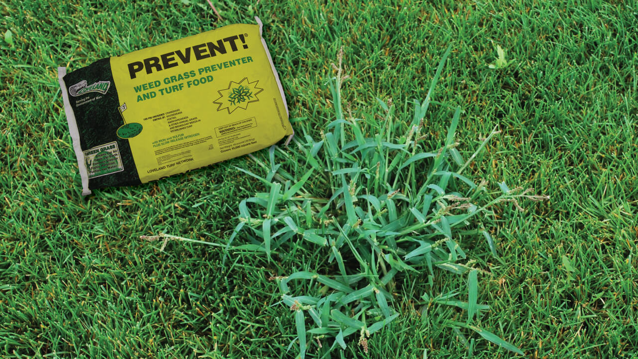 When To Apply Prevent For Crabgrass Protection Grass Pad