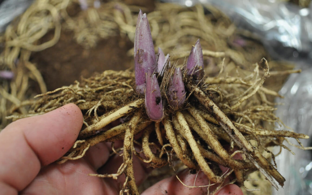Bare Root Hosta Plant