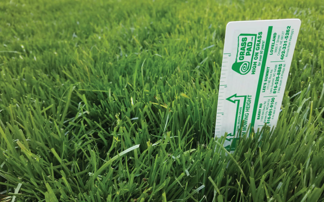 Mowing Height of Cut for Your Grass
