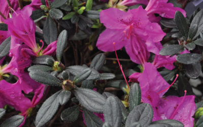 Spring Blooming Azaleas and Rhododendron