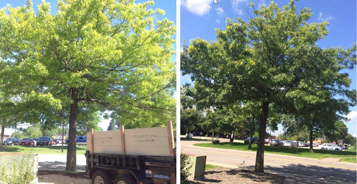 Reduce Chlorosis in Trees with C20 Soil Builder