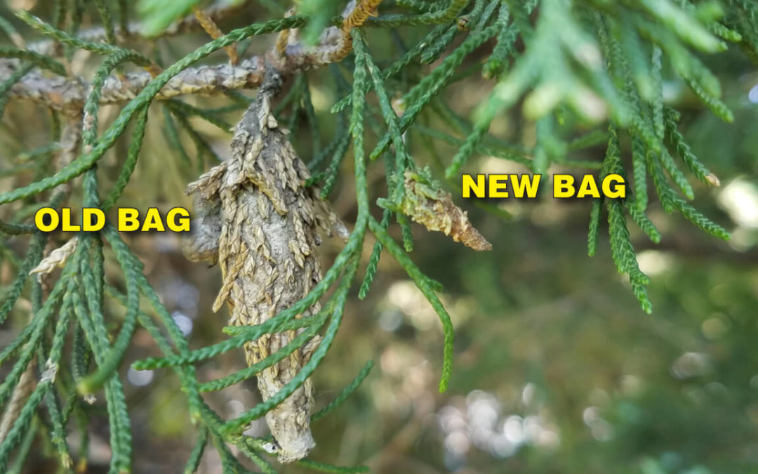 Bagworms on Juniper