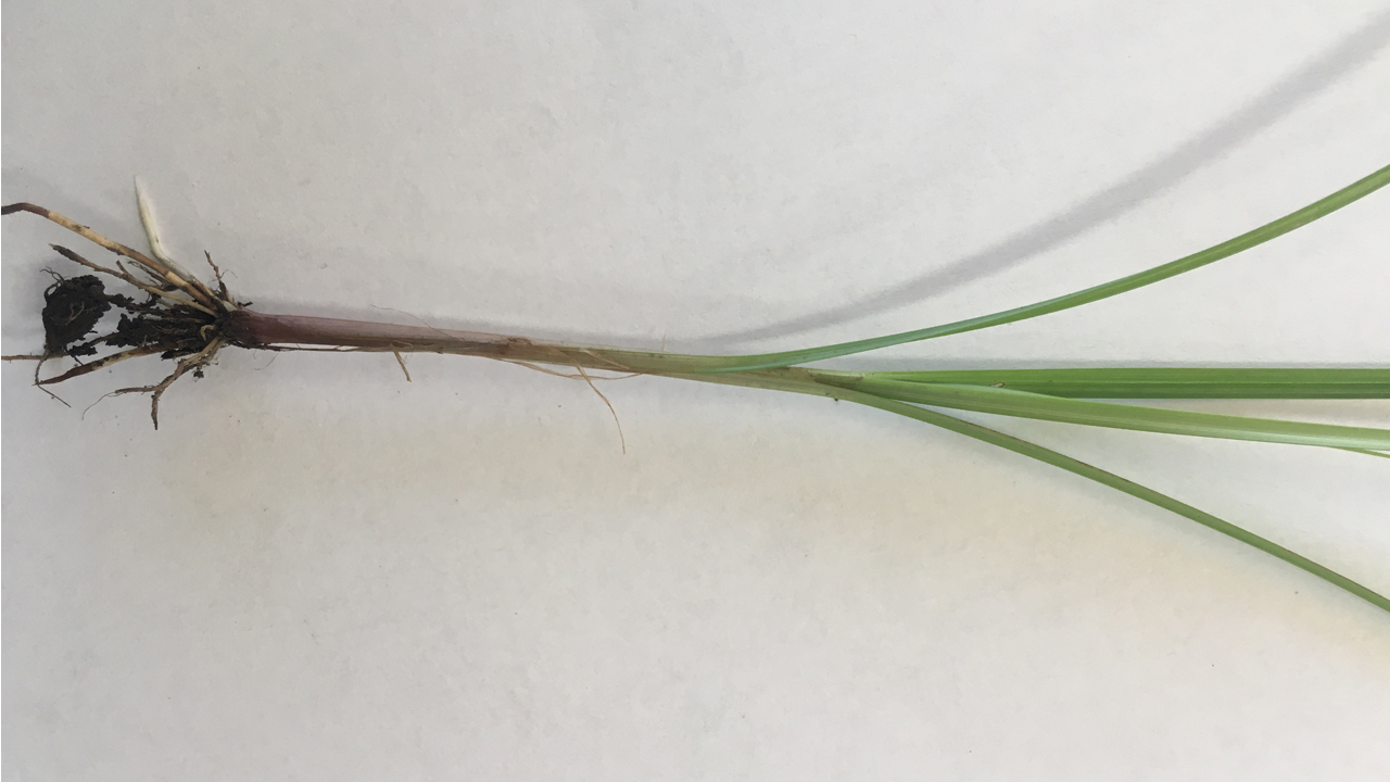 Example of Nutsedge Plant