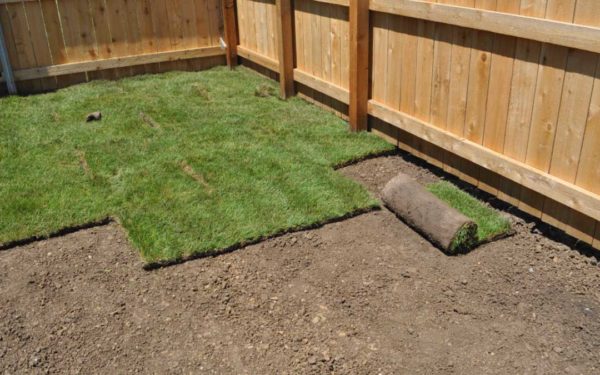 how-to-install-sod-grass-and-how-much-to-water-sod-grass-pad