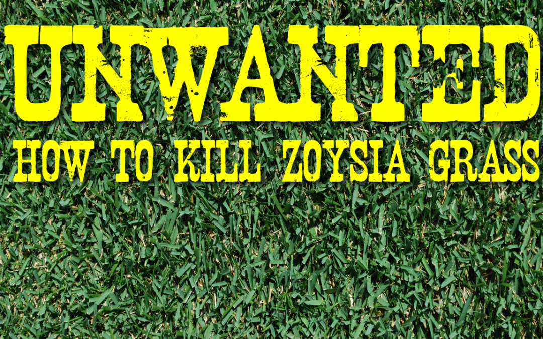 How to Kill Zoysia or Bermuda Grass