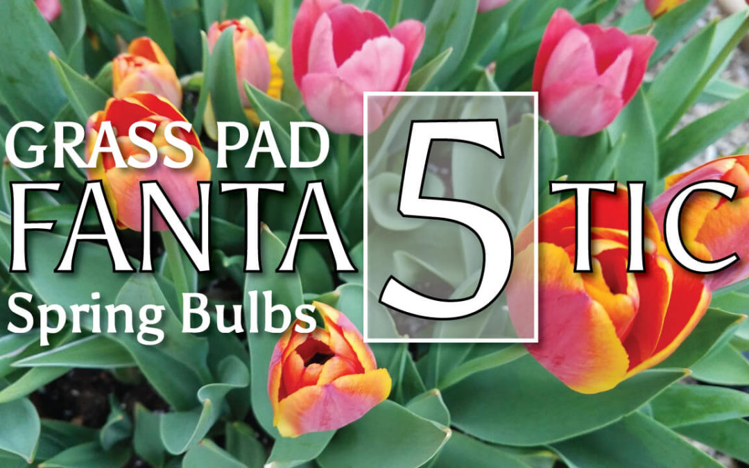 Grass Pad Fantastic Five Spring Bulbs