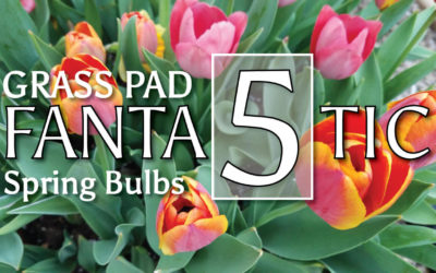 Fantastic Five Spring Flowering Bulbs