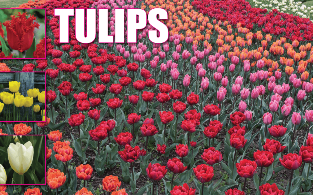 Spring Flowering Tulips