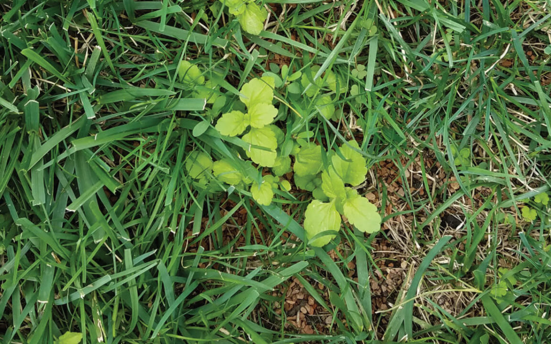 How to Control Weeds After Overseeding