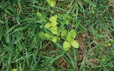 Control Weeds After Overseeding
