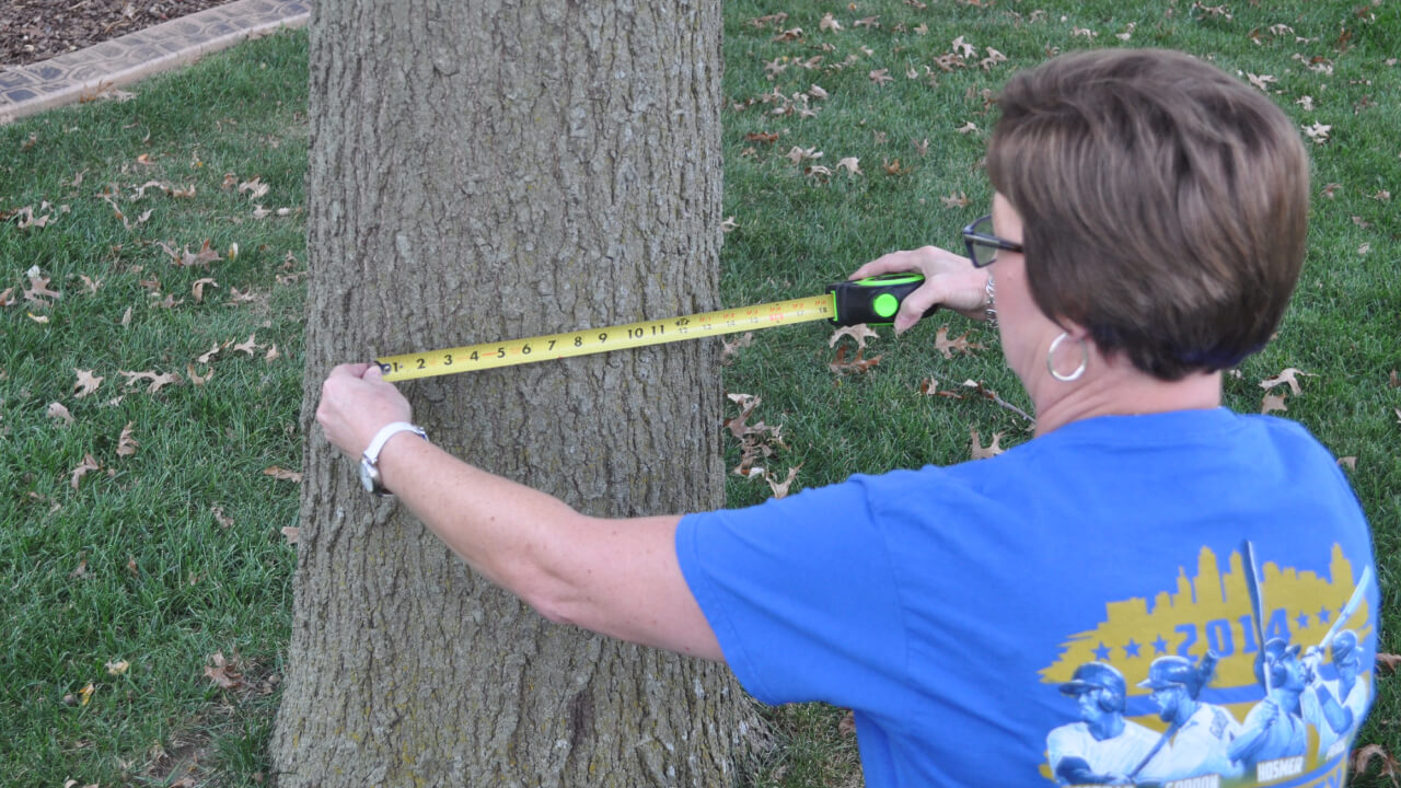 How to Measure a Tree for Fertilizing