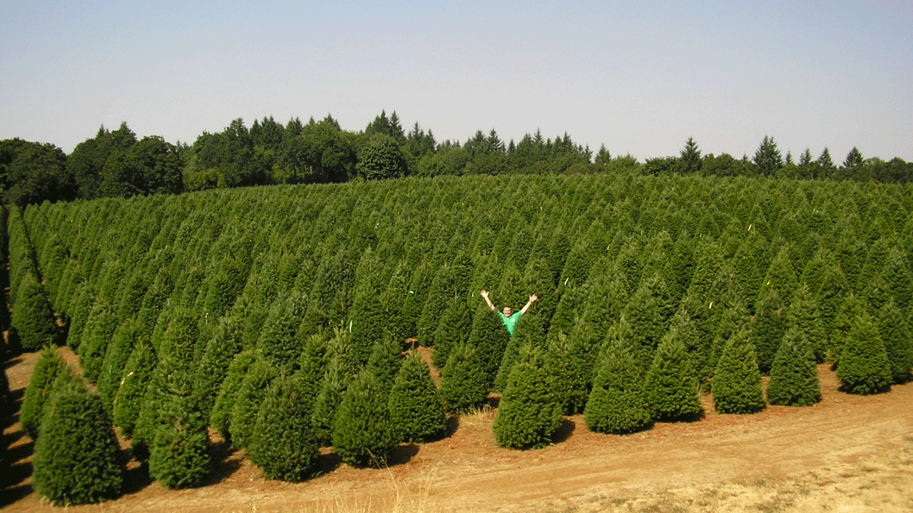 Growing Real Christmas Trees