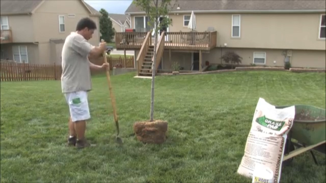 How to Dig a Hole for  a Tree