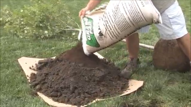 How to Amend the Soil for a Tree