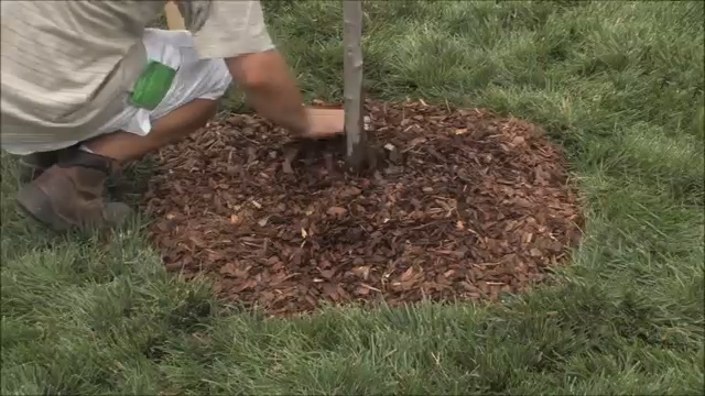 How to Mulch a New Tree