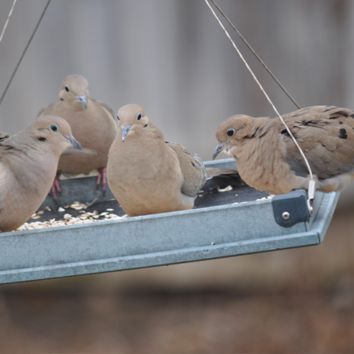 Doves on a Platform Bird Feeder