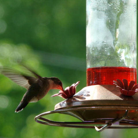 Bird Feeders and Bird Seed at the Grass Pad