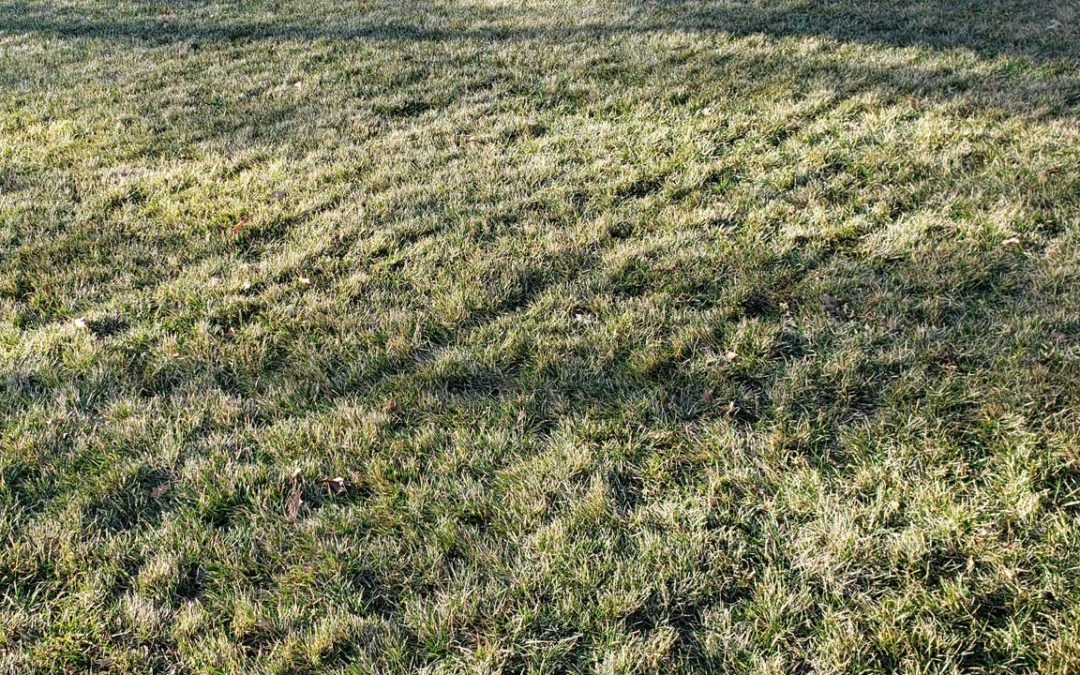 Idiot Proof Guide to Spring Overseeding