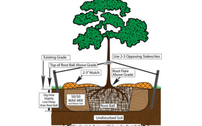 Guide to Successful Tree and Shrub Planting