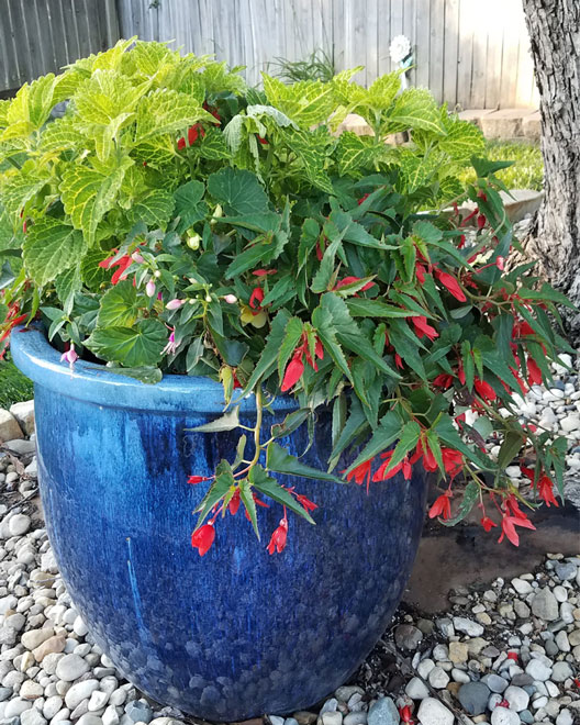 Container Gardening Examples at the Grass Pad