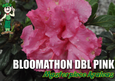 Bloomathon Double Pink Azalea