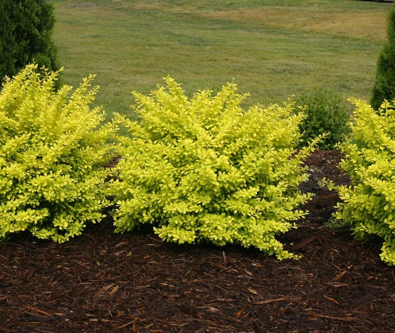 Yellow Leafed Barberry in Landscape