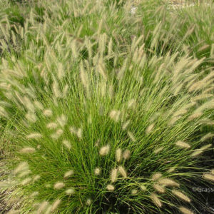 Dwarf Hameln Fountain Grass at the Grass Pad