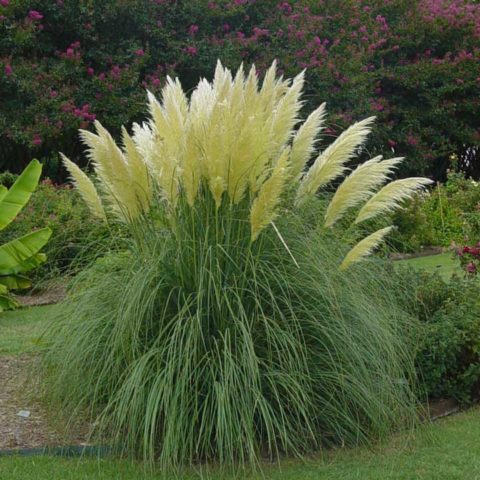 Pampas Grass - Hardy for Sale at The Grass Pad