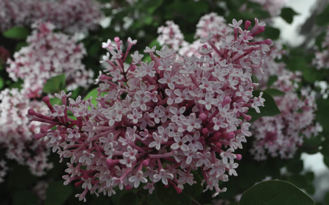 Flowering Lilacs for Spring Beauty
