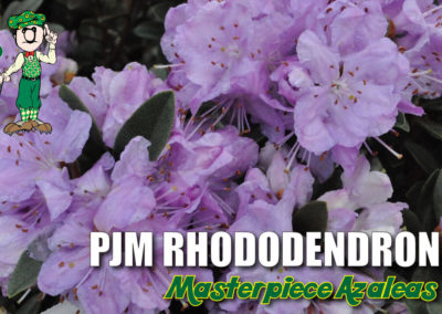 PJM Rhododendron Bloom