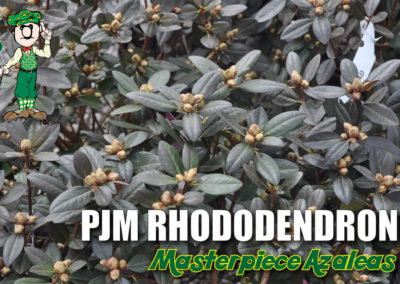 PJM Rhododendron budded