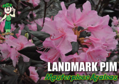 Landmark PJM Rhododendron