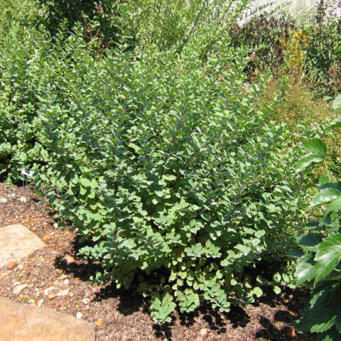 Tor Birchleaf Spirea for Sale at The Grass Pad