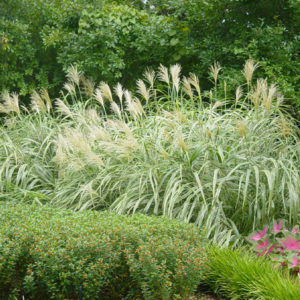 Variegated Japanese Silver Grass Blooms