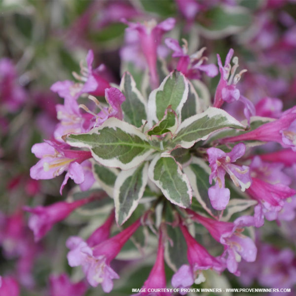 Variegated Weigela with Pink Blooms