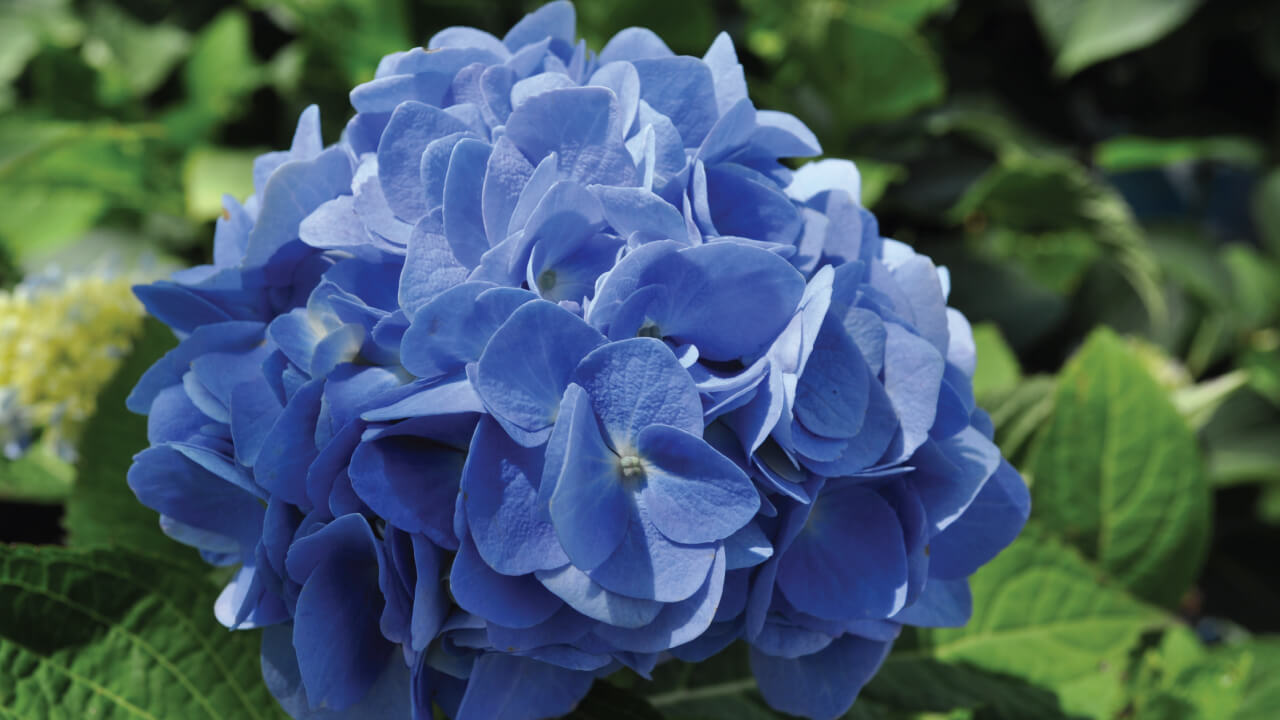 Ruby Slippers Reblooming Hydrangea