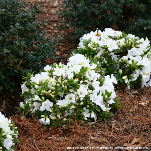 Bloom-a-Thon White Azalea